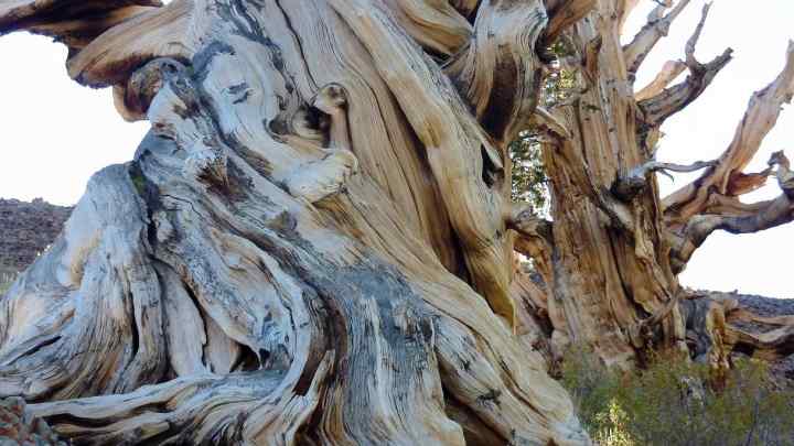 Яке дерево найстаріше у світі